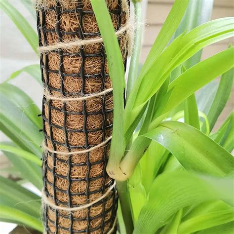 philodendron selloum moss pole|Growing Philodendrons on Moss pole.